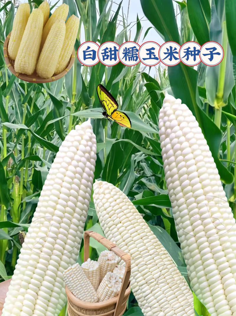 杀虫剂